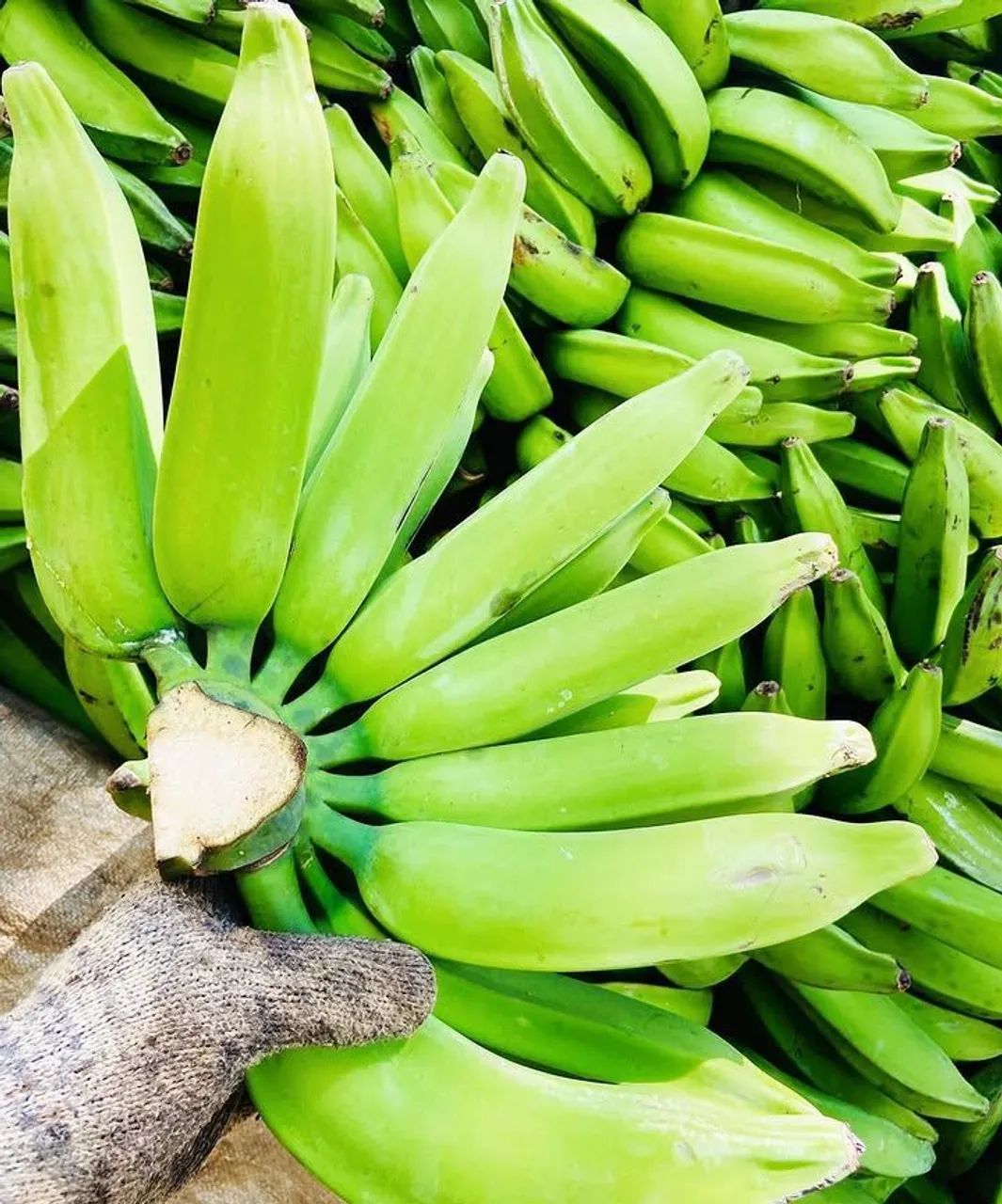 Banana para revenda 