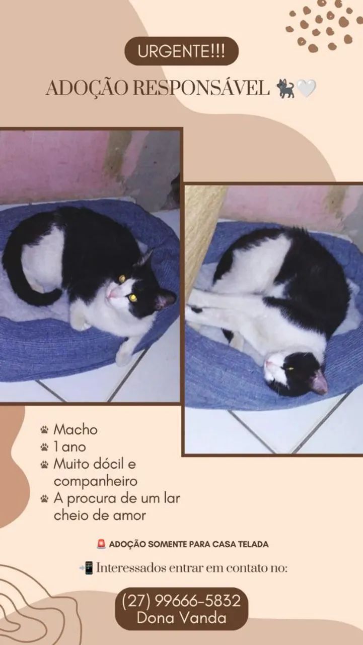 Gastos prá adoção responsável  - Foto 2