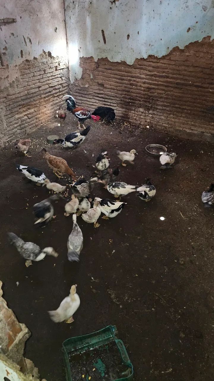 Patos para vender