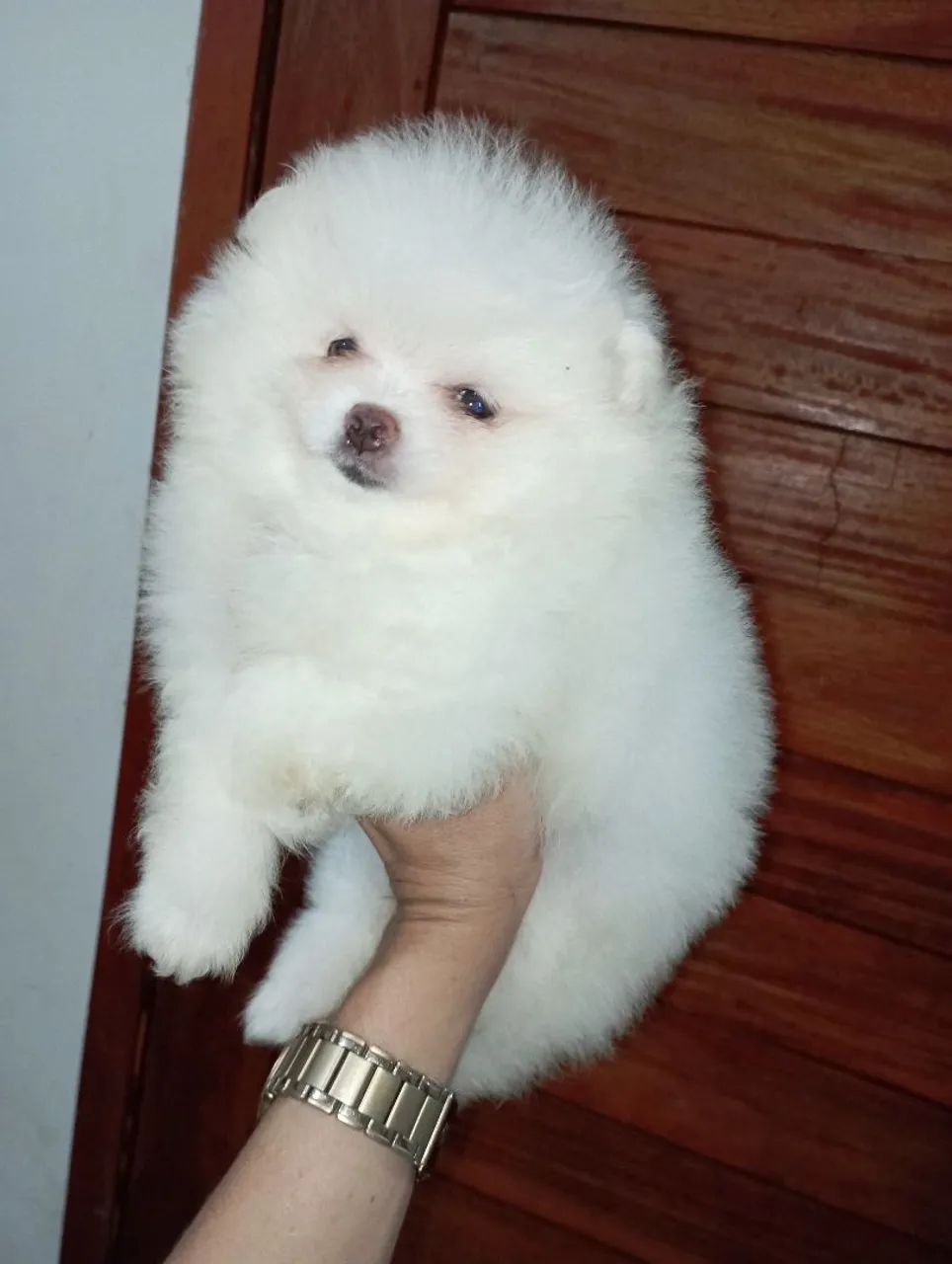 Brilhante spitz - Foto 3