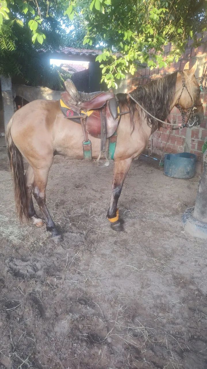 Cavalo marchador 