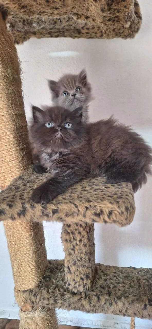 Gato persa - Foto 2