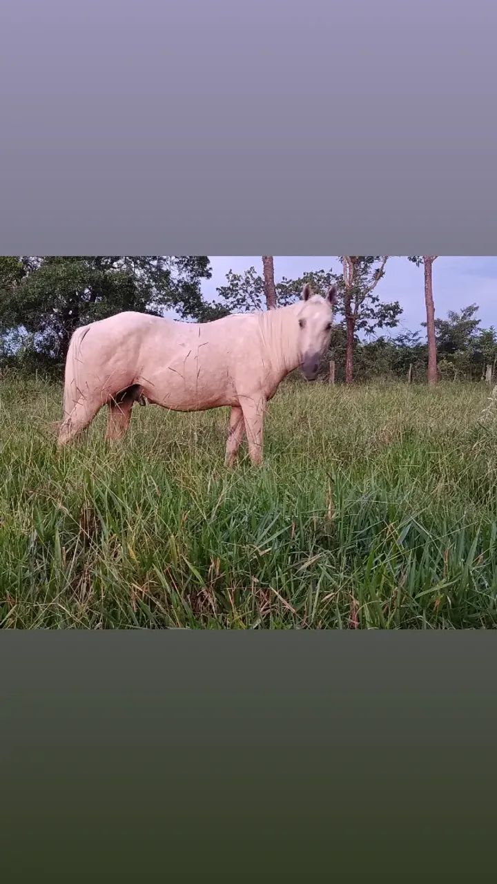 Potro Quarto de Milha  - Foto 4