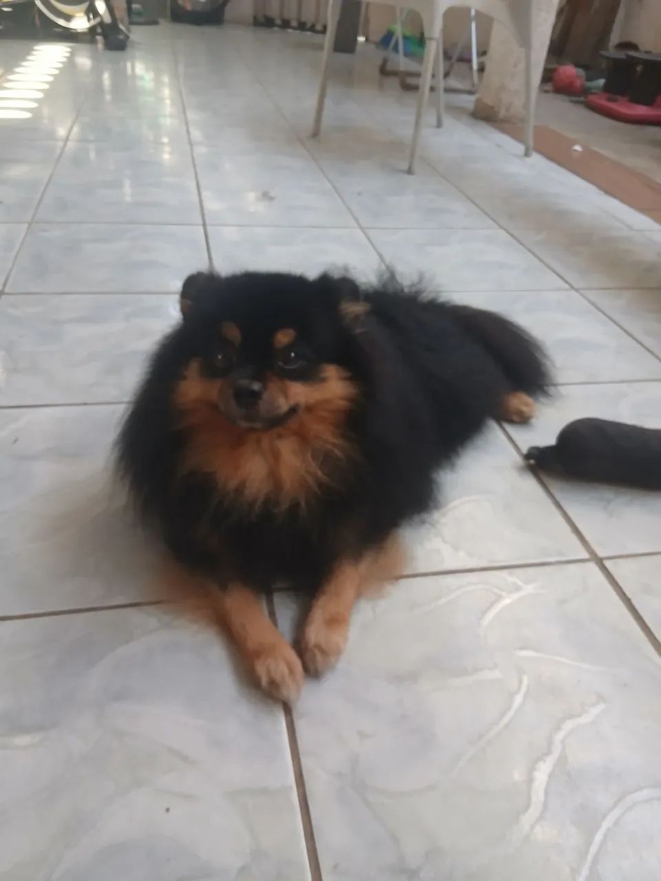 Spitz Alemao reprodutor - Foto 2
