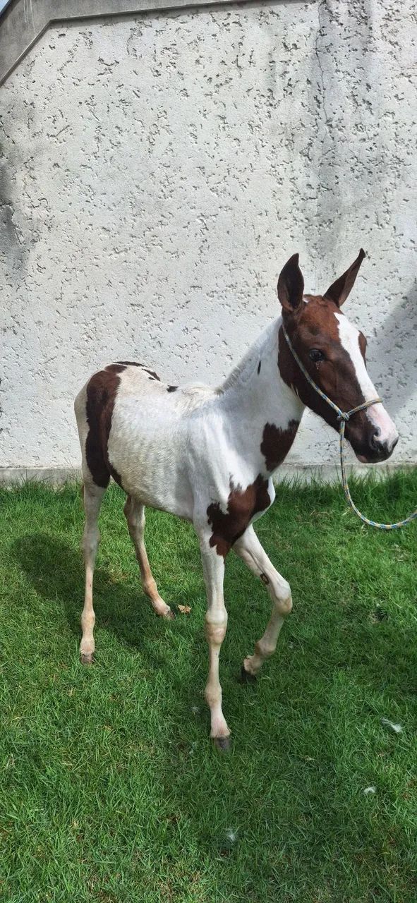 Égua Potra Pampa 4 meses - Foto 5