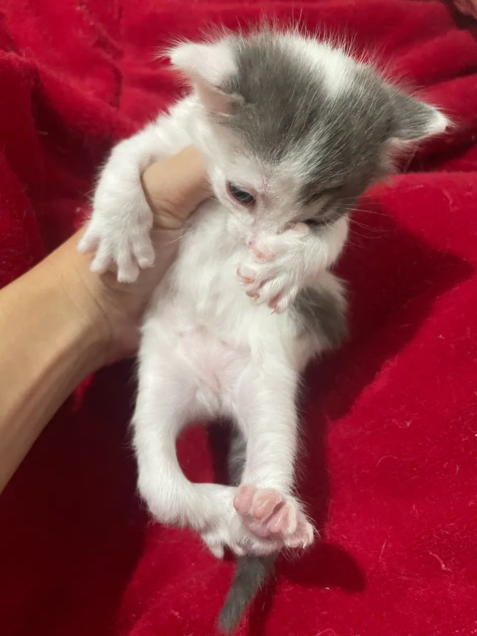 adoção de filhote de gato - Foto 3