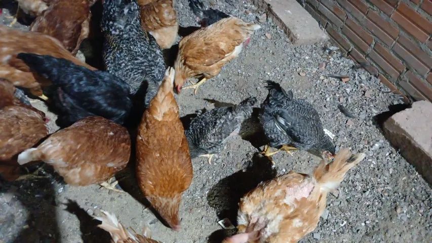 Tenho 10 galinhas poedeiras raça Isa Brown pra Vender