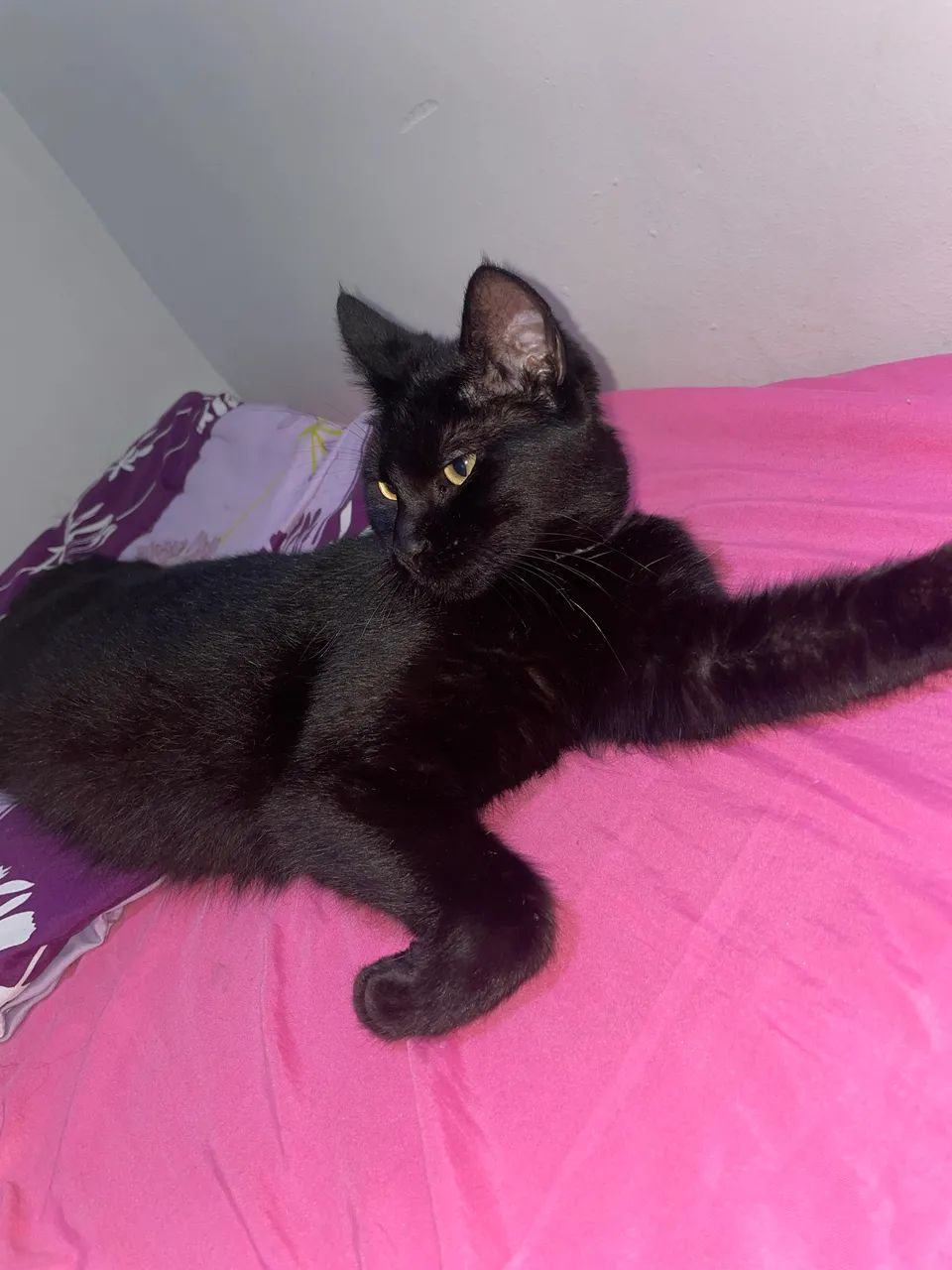 Gata adoção responsável 