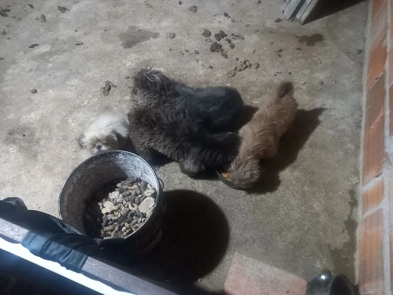 Shih tzu  - Foto 3