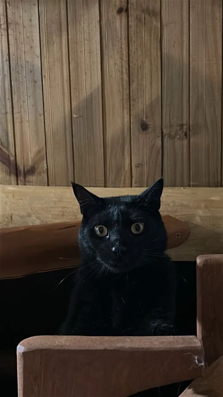 Doação gato - Foto 3