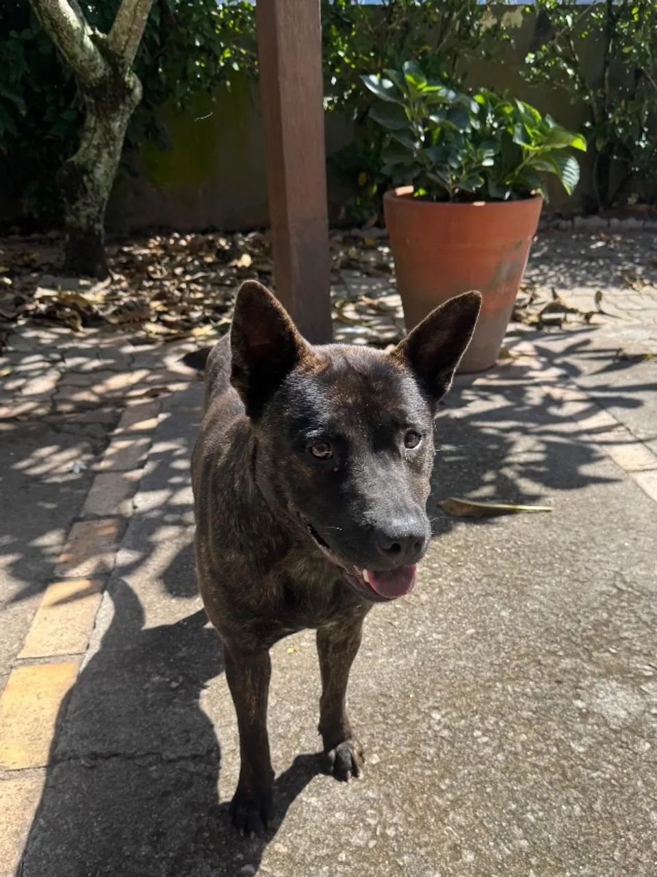 Cachorra para adoção responsável  - Foto 2