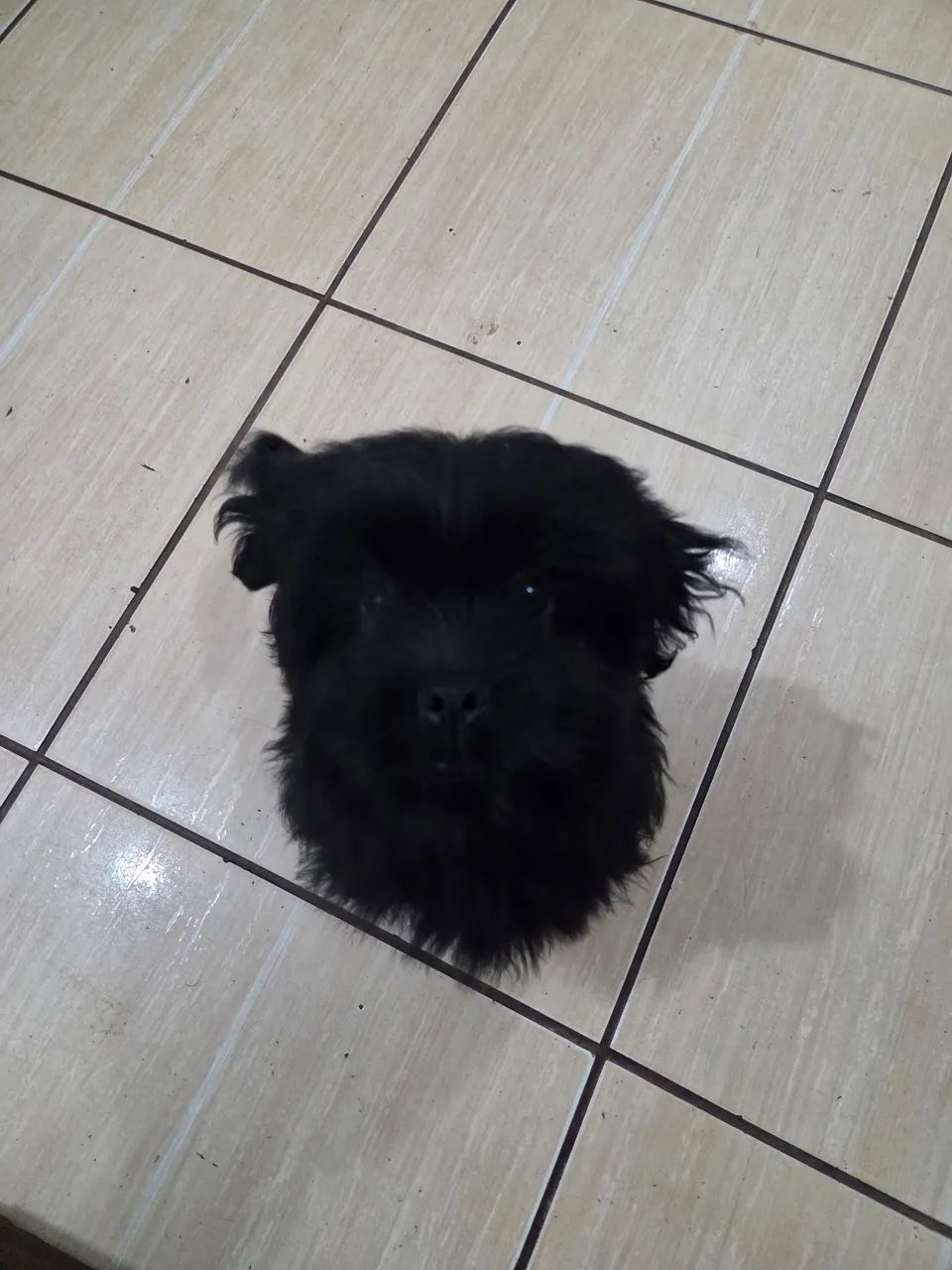 Shitzu preto macho 2 meses