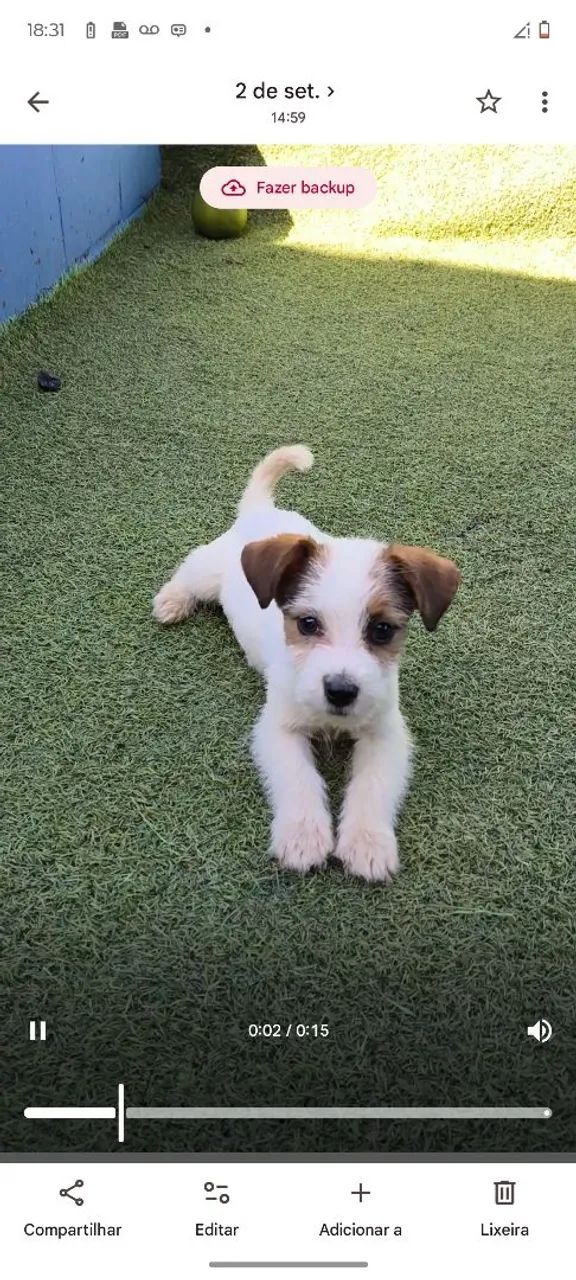 Jack Russell Terrier esse da foto com pedigree e micro chip vacinas importadas  - Foto 3