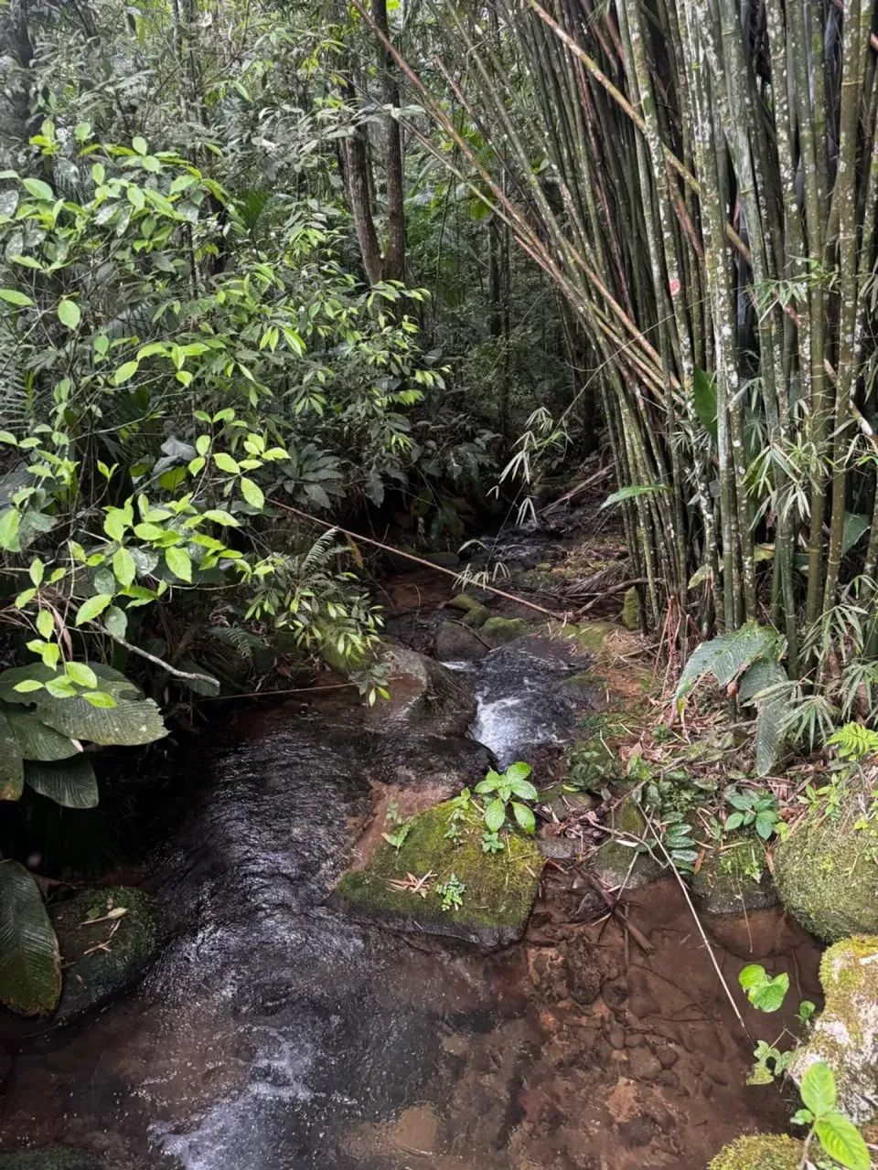 Sitio com escritura publica em Águas Mornas - SC - Foto 5