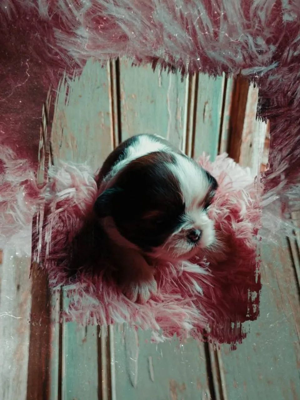 Shih Tzu 