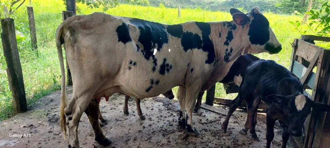 Vacas  leiteiras a vends