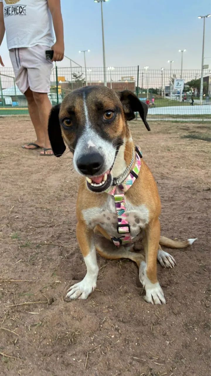 Adoção responsável e amorosa 