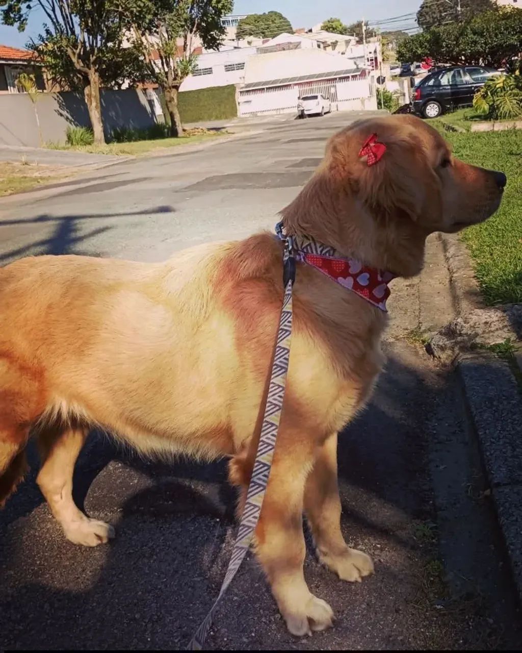 Fêmea golden 