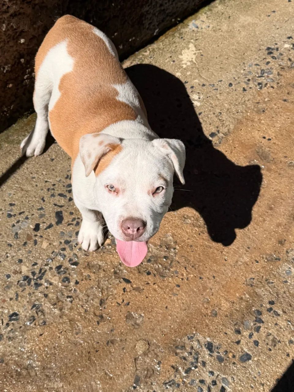 American bully - Foto 2