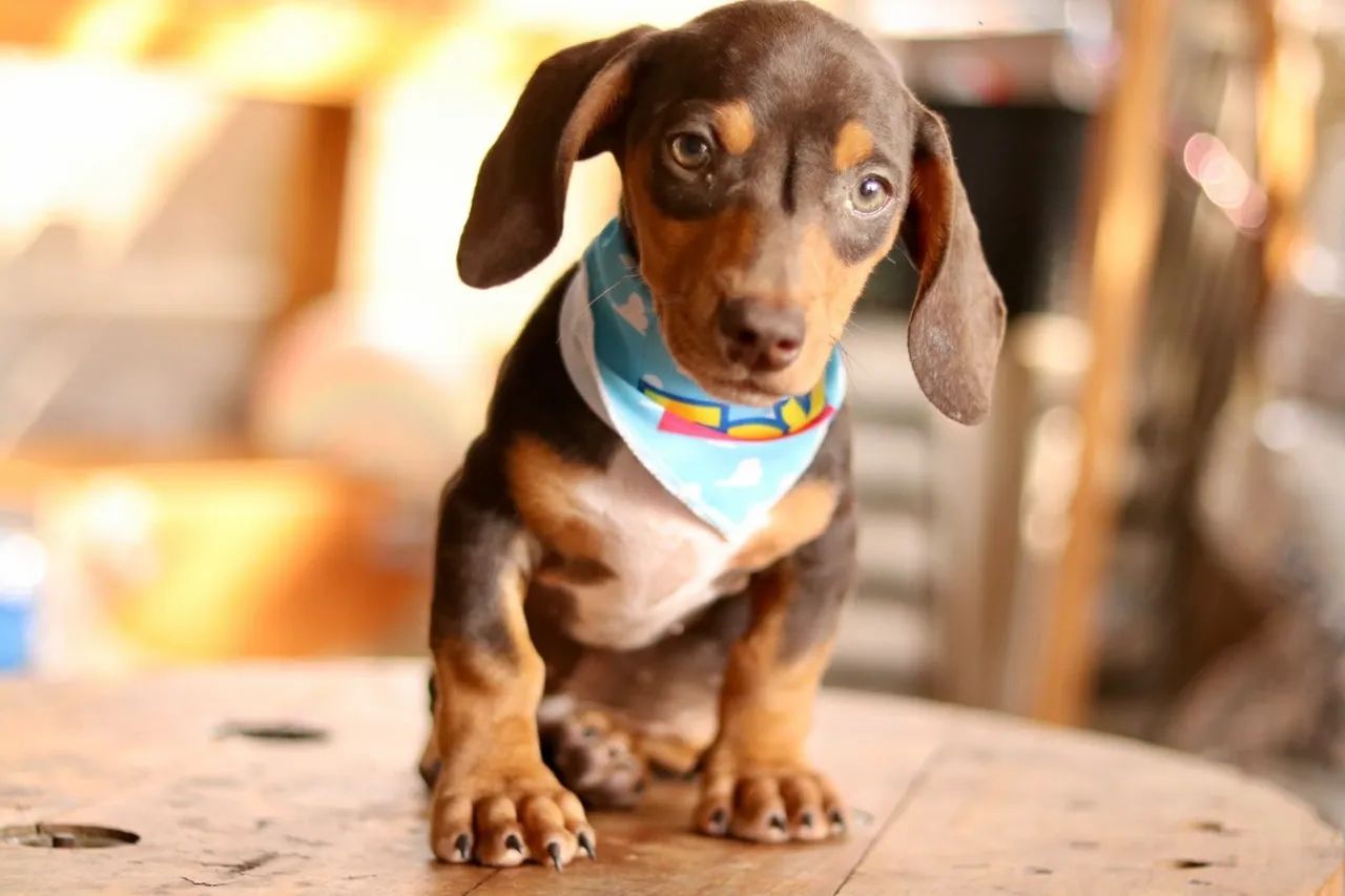 Dachsund PARCELAMOS  - Foto 4