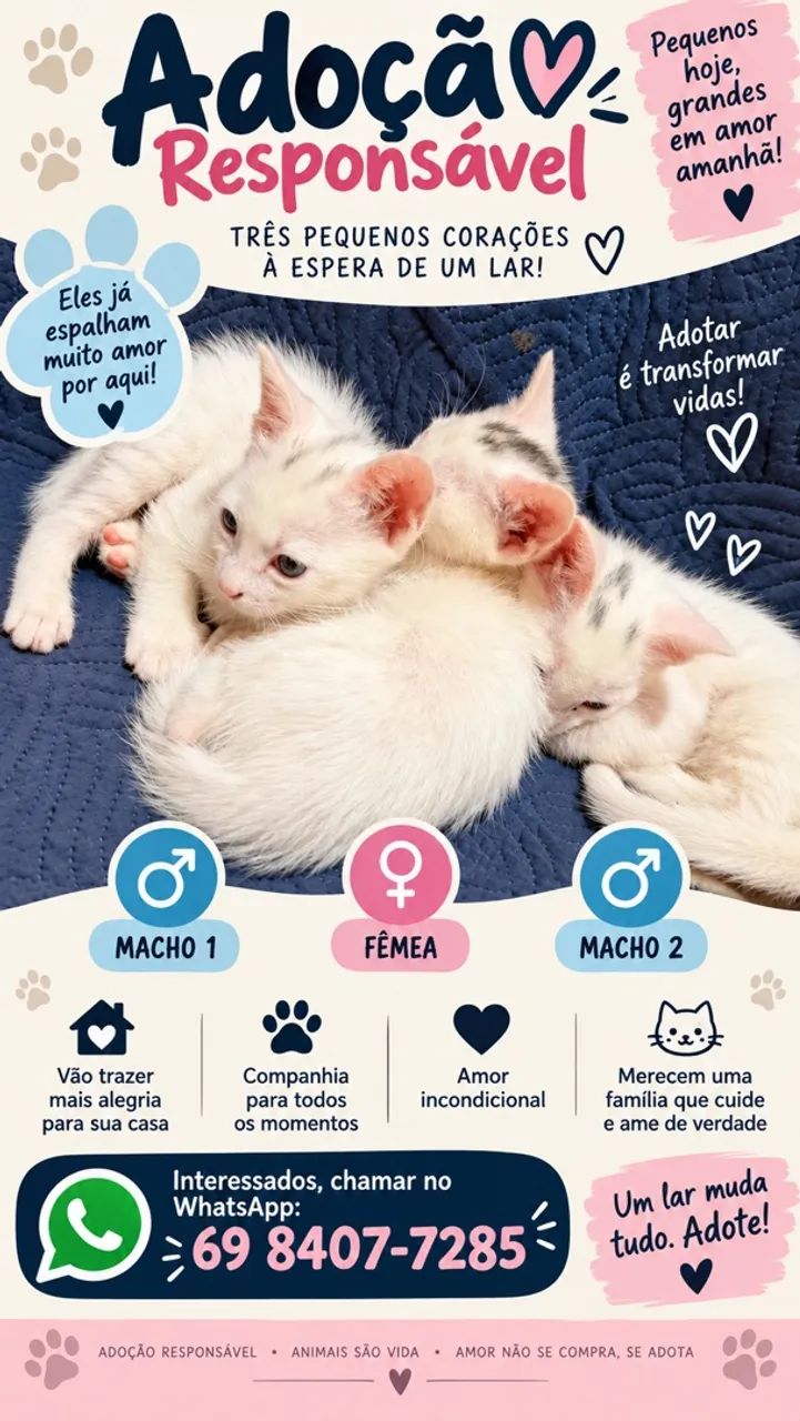 Doação de gatos 