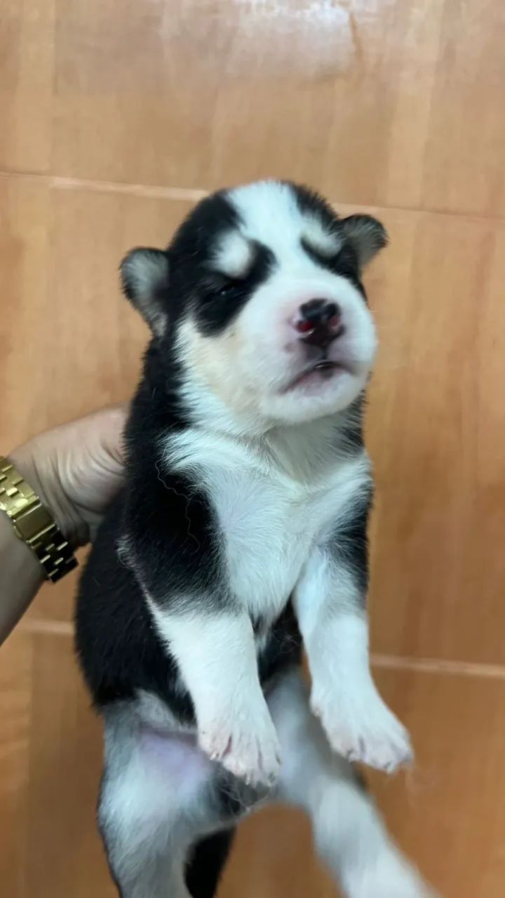 Filhotes de husky siberiano  - Foto 4