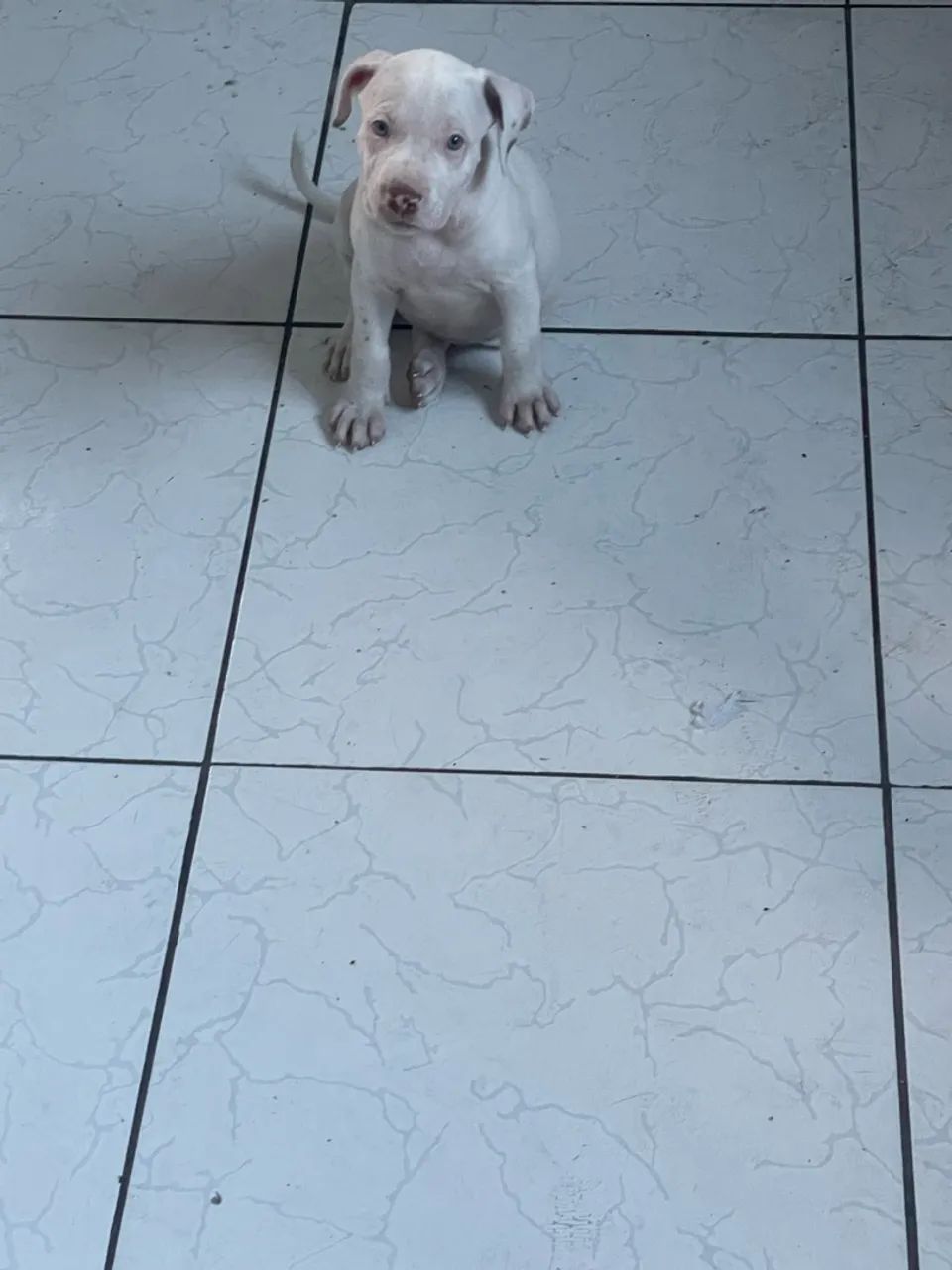 Cachorro - Foto 3