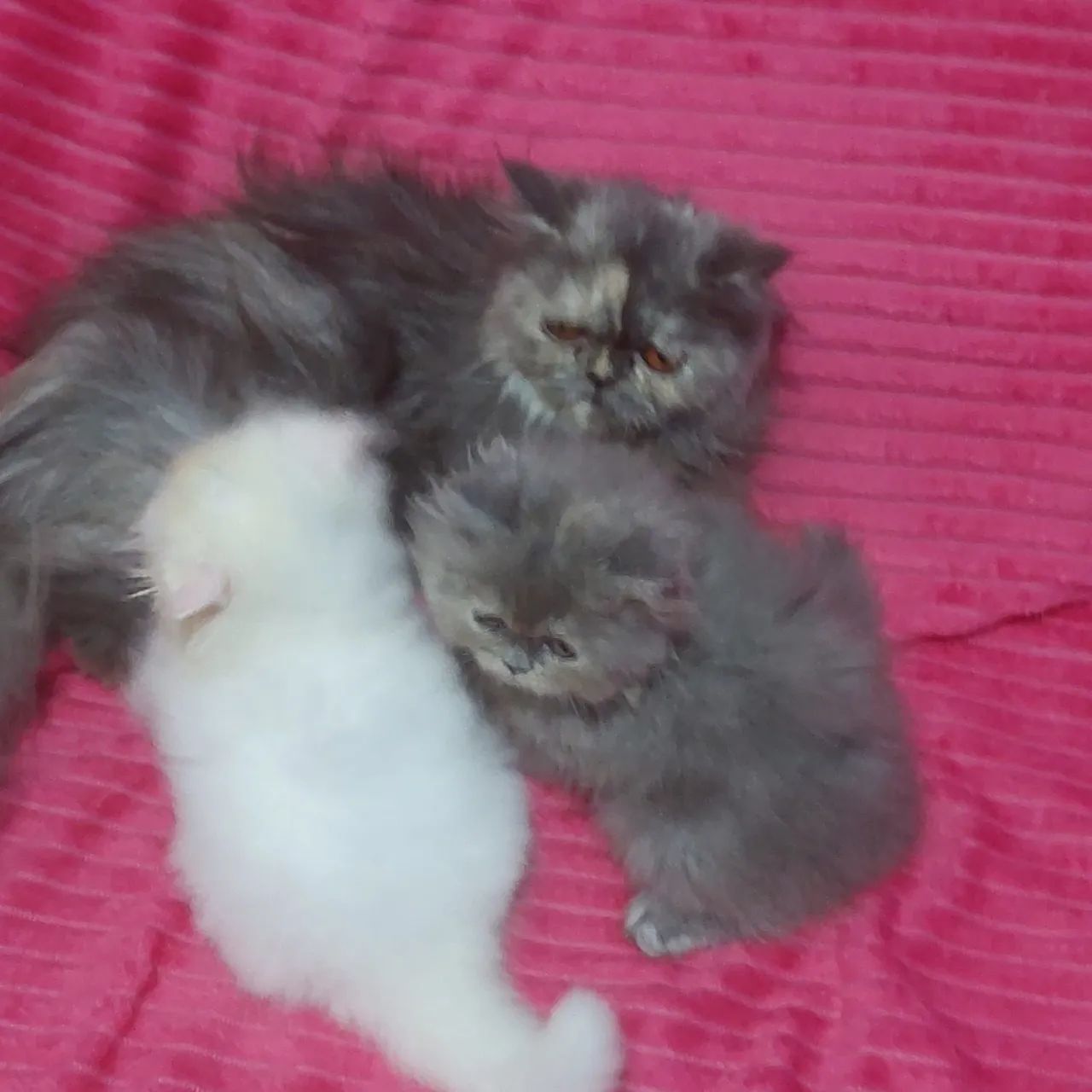 Gata persa fêmea e macho com 50 dias rasa pura  - Foto 6