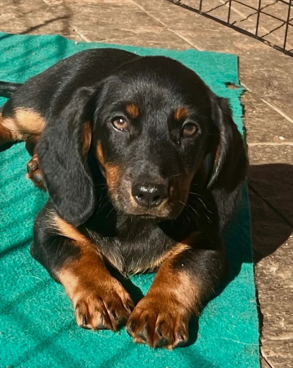 Machinho Teckel com pedigree 