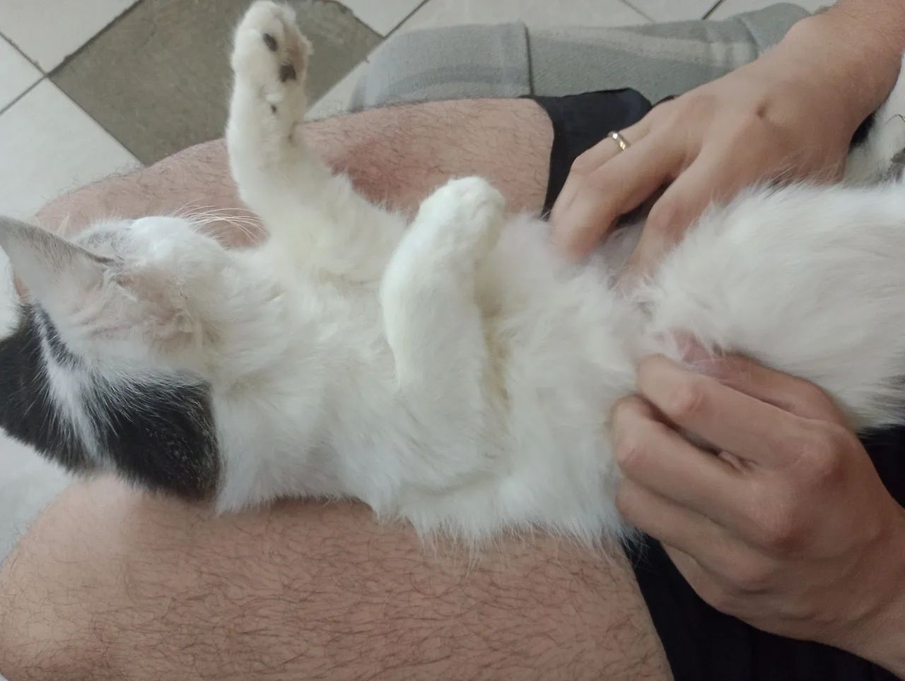 Gatinho Bento (irmão com Chico) - Foto 2