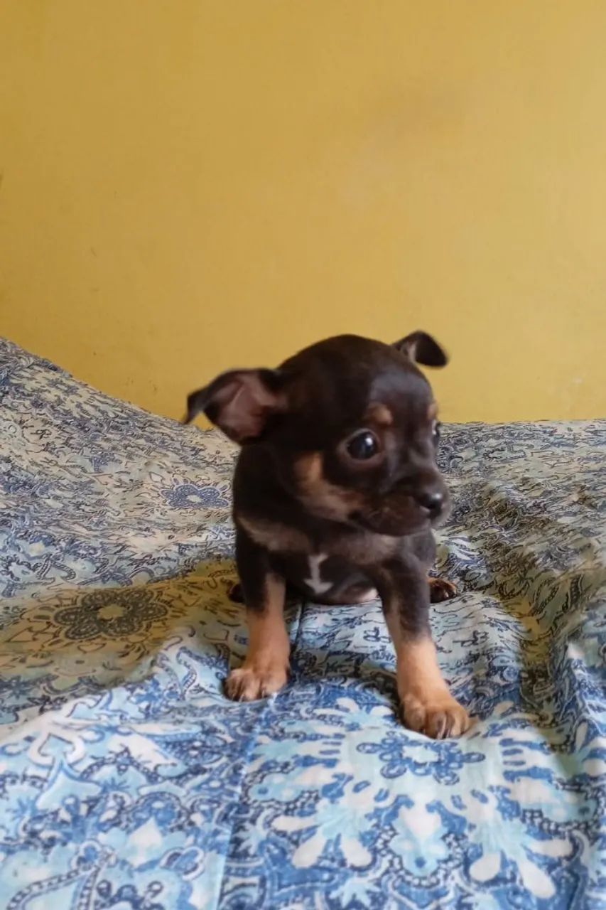 Chihuahua  - Foto 4