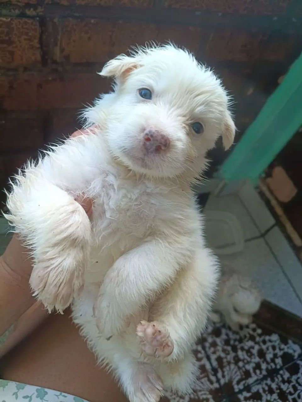 Filhotes husky siberiano  - Foto 4