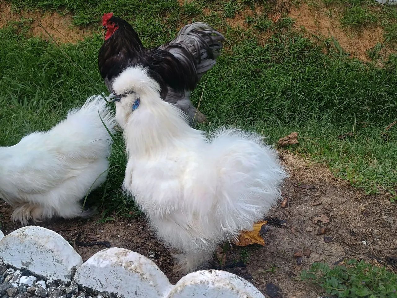Dúzia de ovos sedosa do Japão silkie  - Foto 3