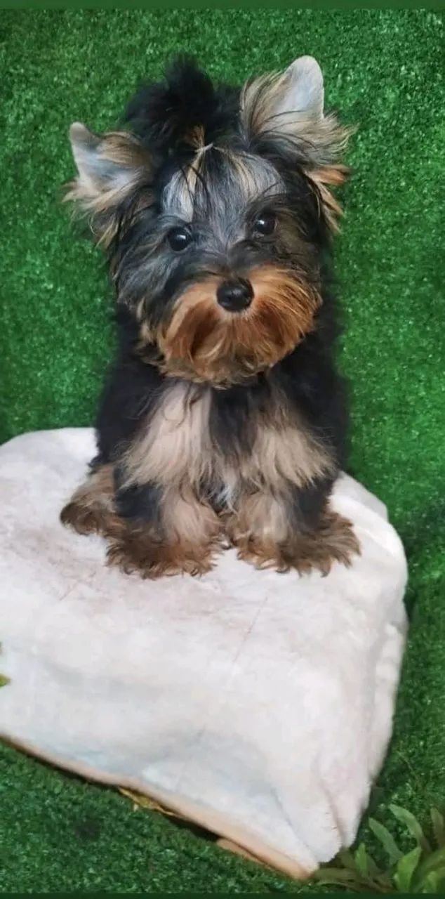 Yorkshire fêmea com 60 dias vacinada 