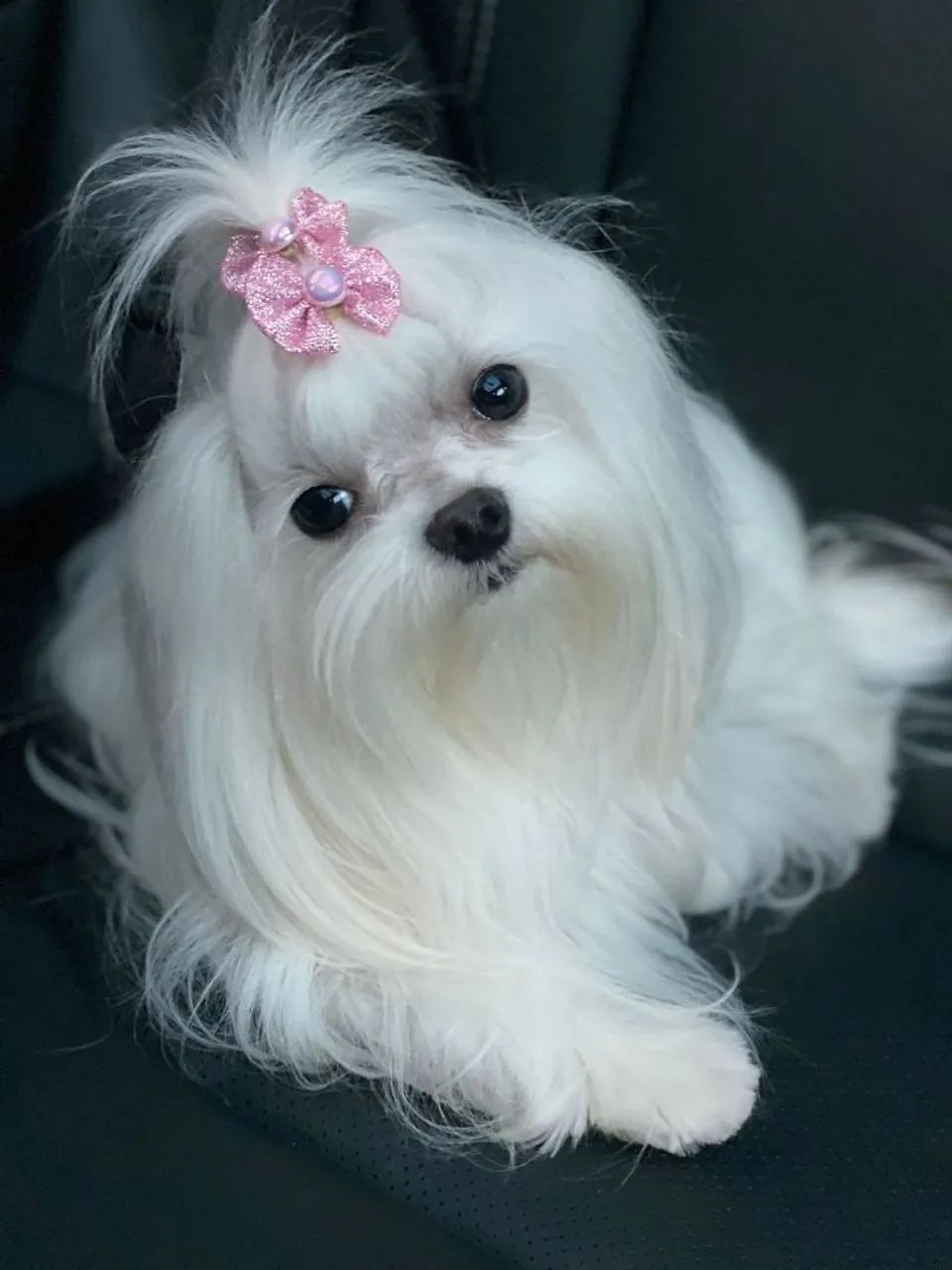 Maltês Bibelô Legítimos com Pedigree  - Foto 5