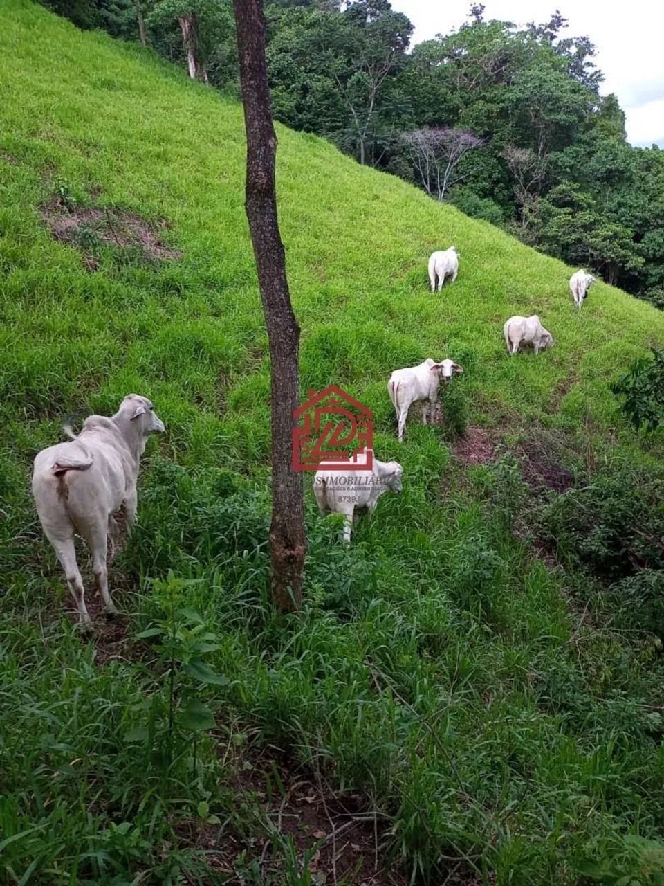 Sítio à Venda em Serra da Cruz, Macaé: 5 Quartos, 340m² - Foto 3