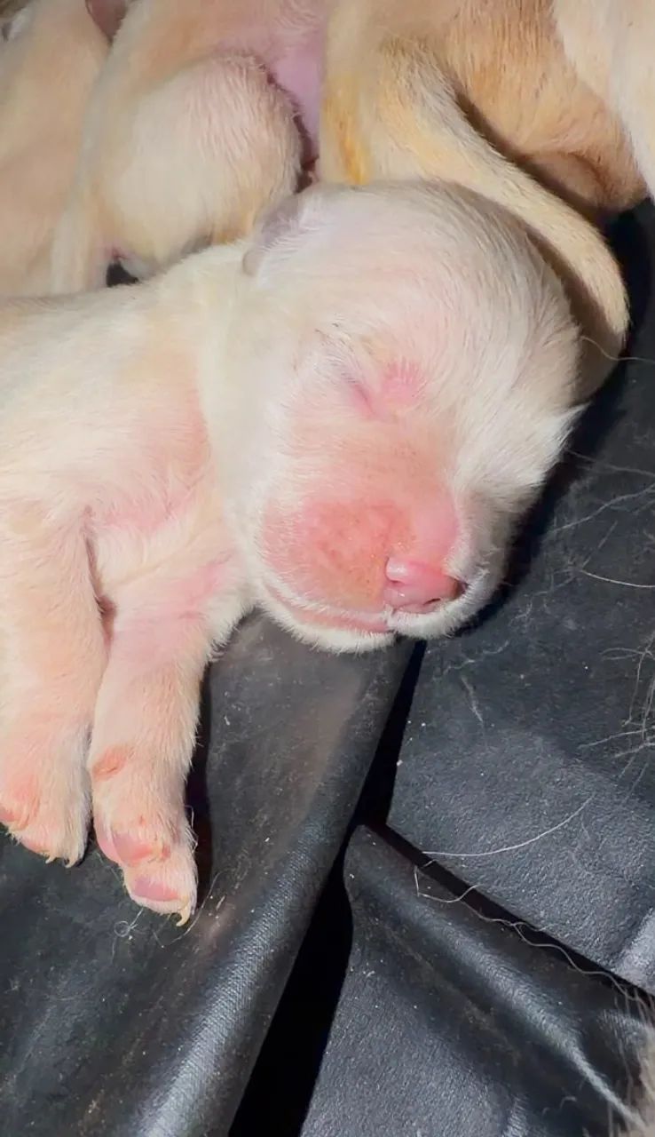 Golden Retriever  - Foto 4