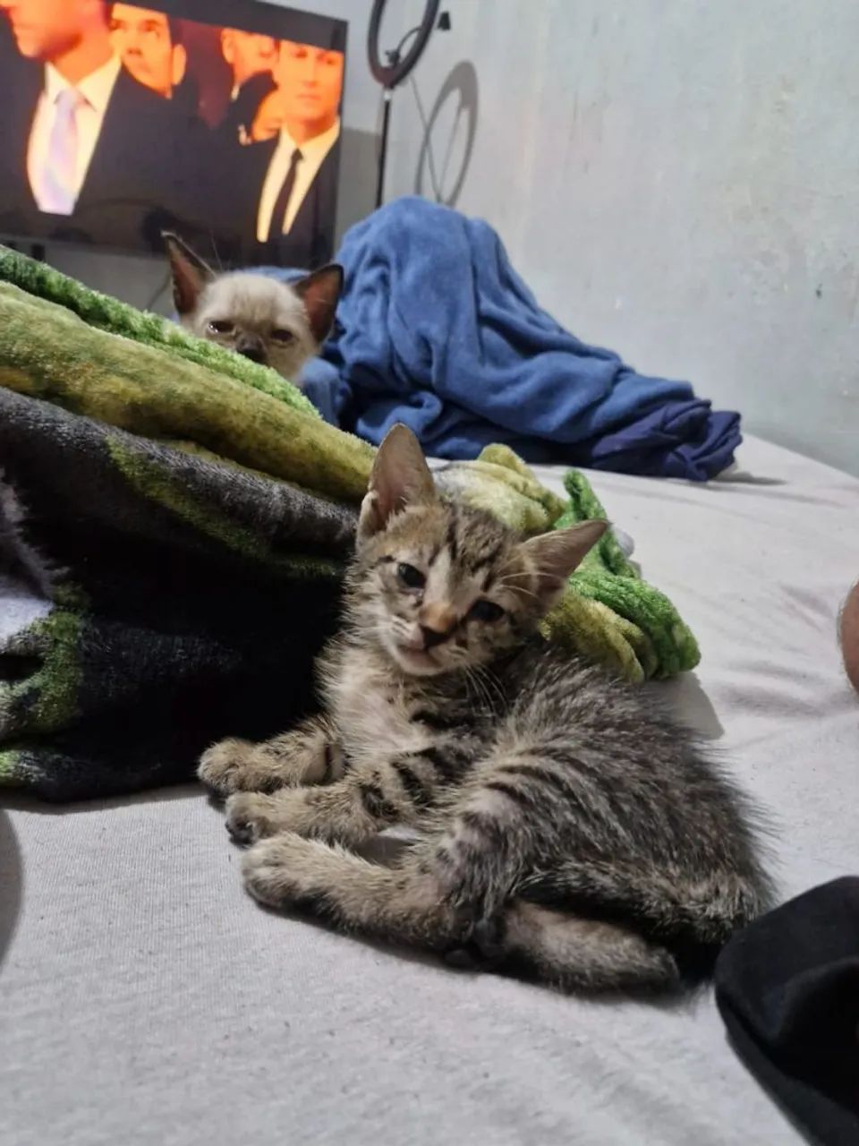 Gatos mestiços para doação 