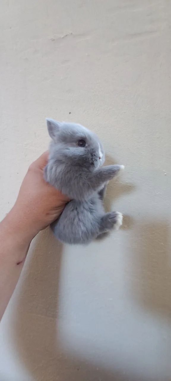 Netherland Dwarf 