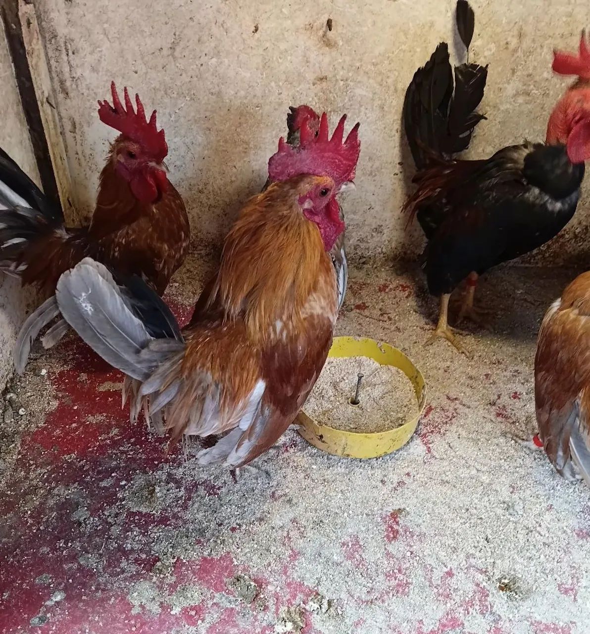 Galos e galinhas 