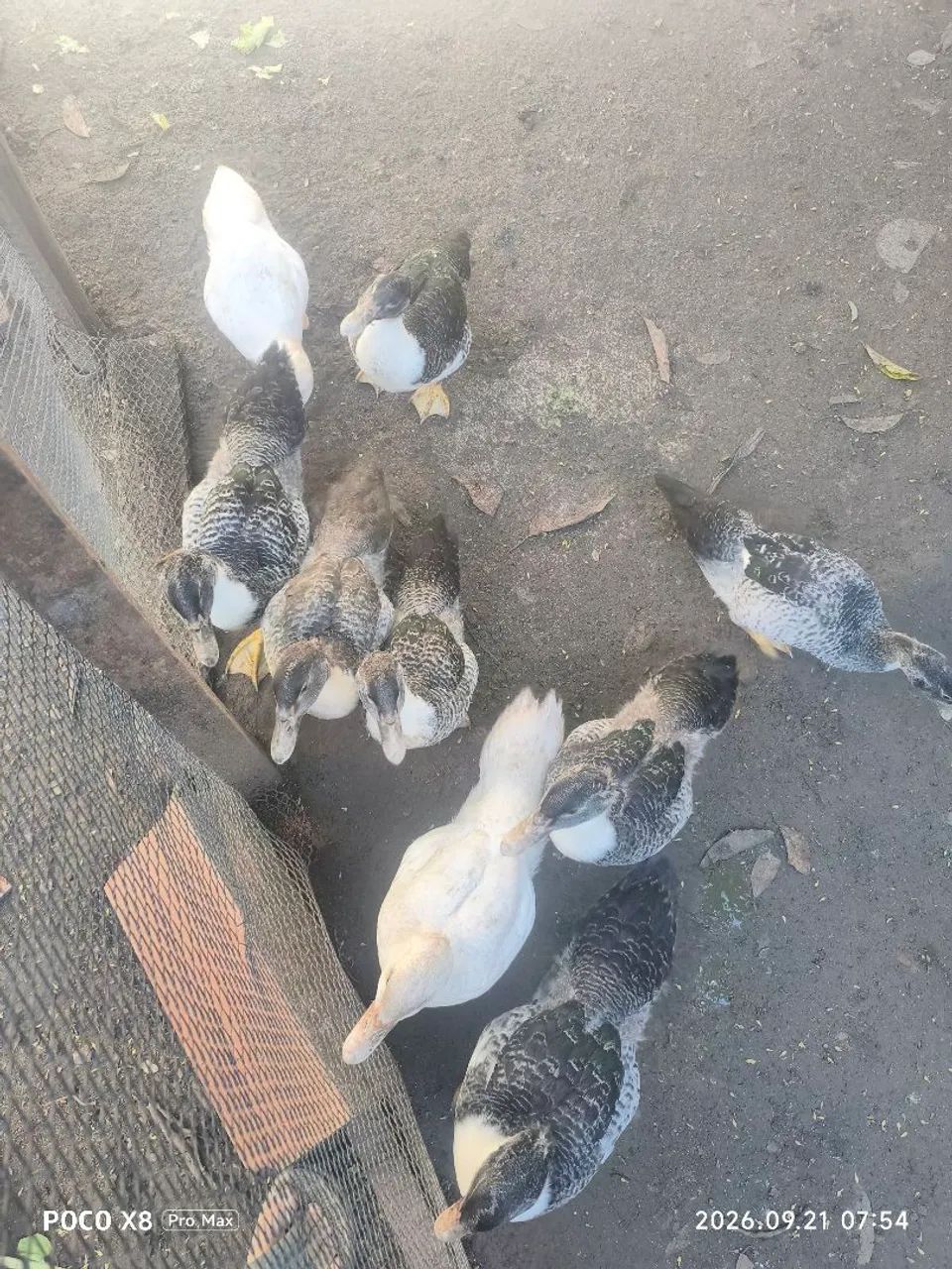 Patos variados machos e fêmeas  - Foto 3