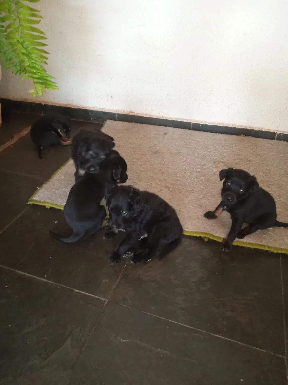 Doação de cachorro - Foto 5
