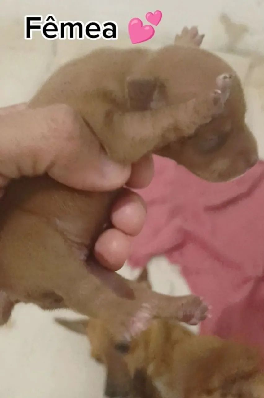Pinscher miniaturas - Foto 4