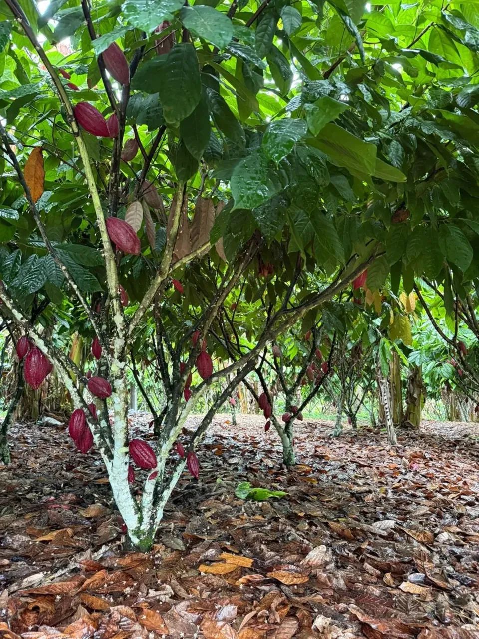 FAZENDA DE PECUÁRIA E CACAU - Foto 5
