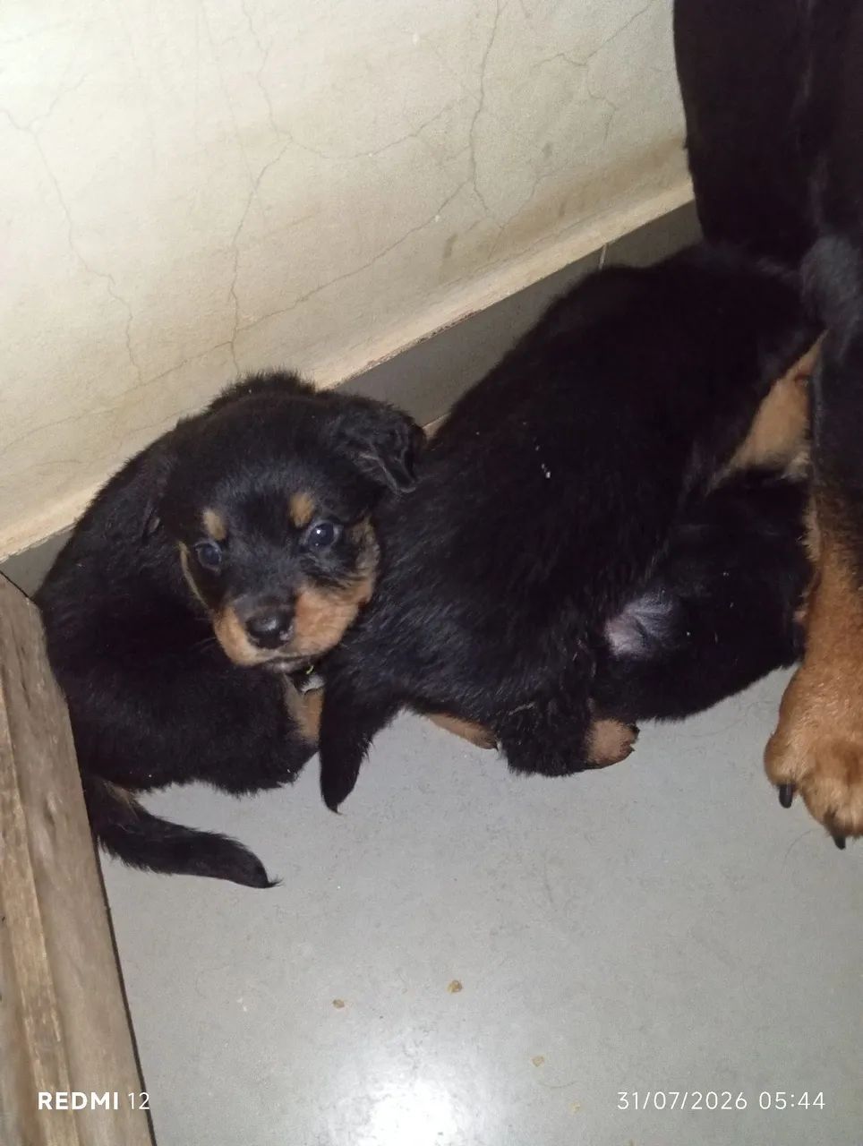Filhotes de rottweiler  - Foto 3
