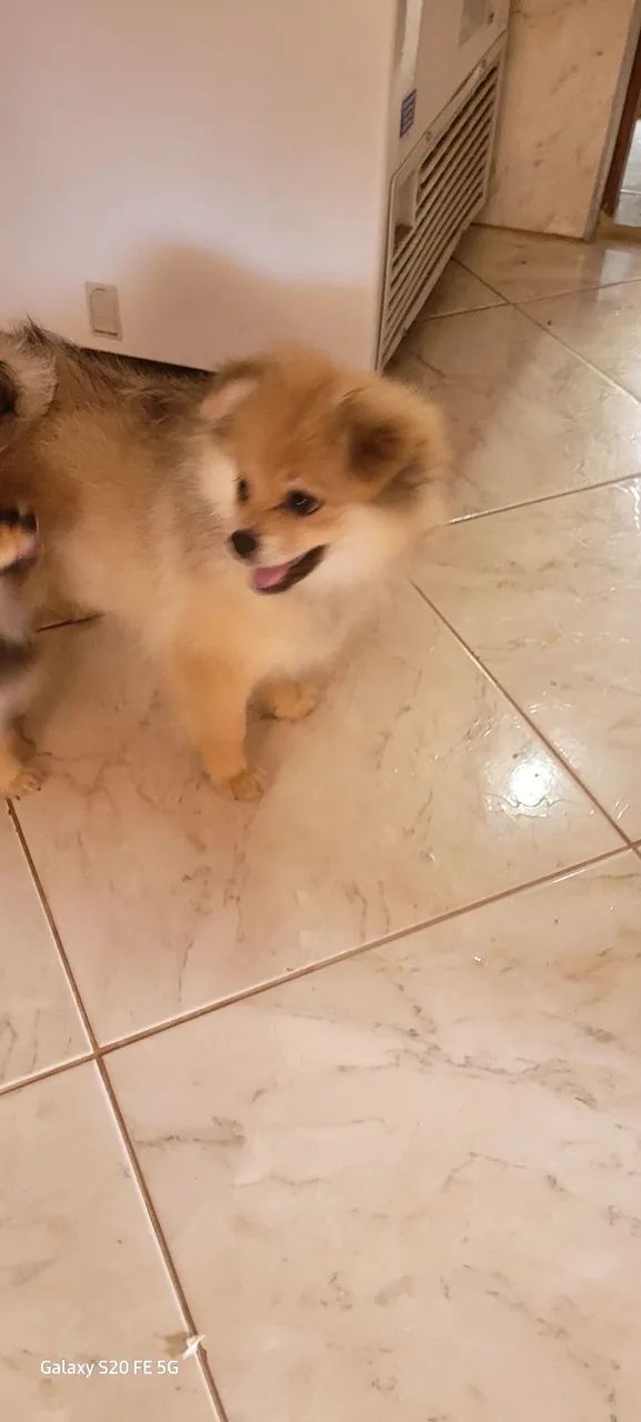 Cachorro  lulu da pomerania  - Foto 3