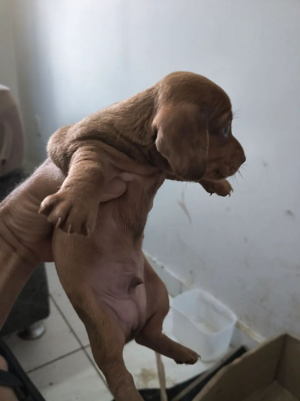 CACHORRINHO MOFADINHOS - Foto 3