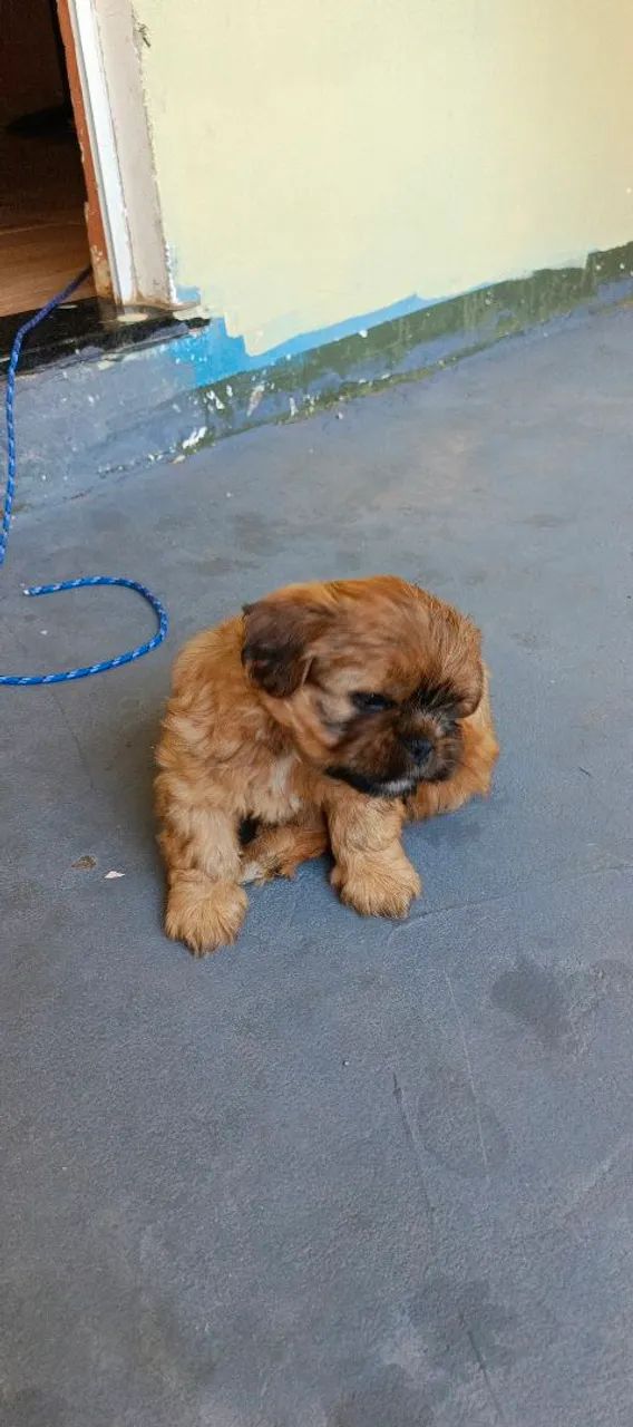 Shi-tzu - Foto 2