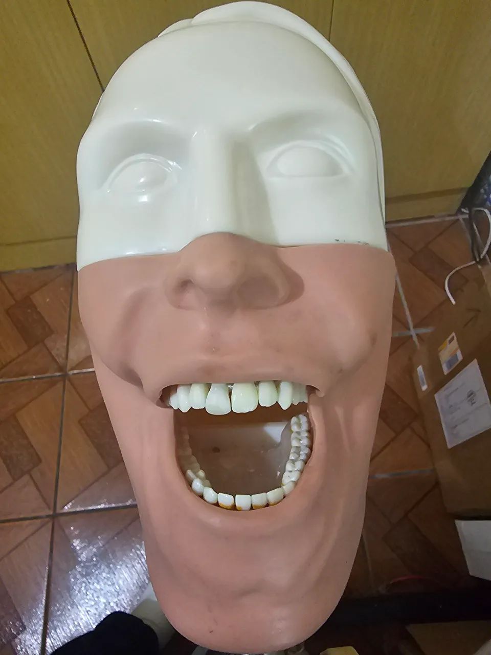 Maniquim odontológico bob - Foto 2