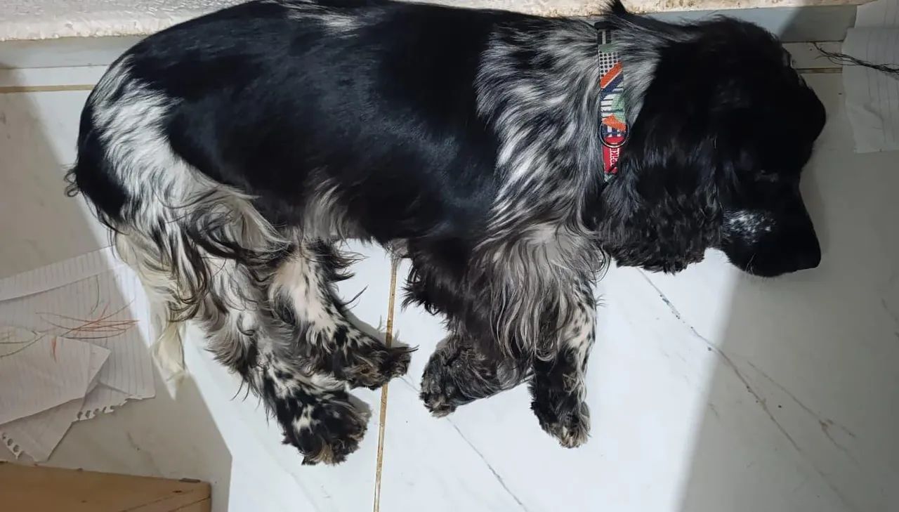 Cocker spaniel (PROCURA NAMORADA) - Foto 2